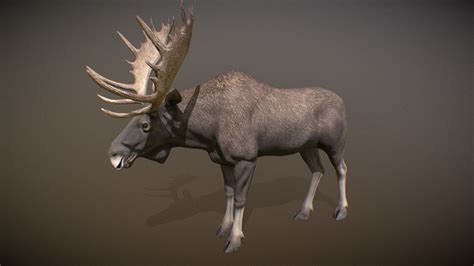 Animalia - Moose (male) - 3D model by GiM (@GamesInMotion) [622c345] - Sketchfab