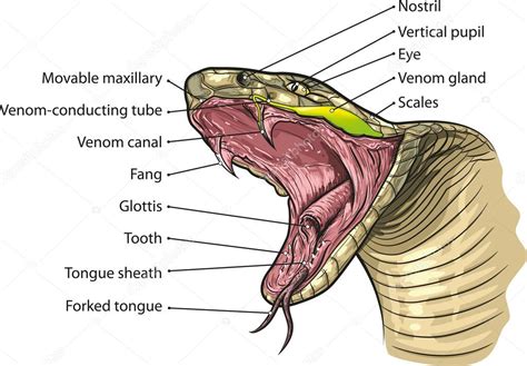 Snake mouth Stock Vector Image by ©Lukaves #24955989