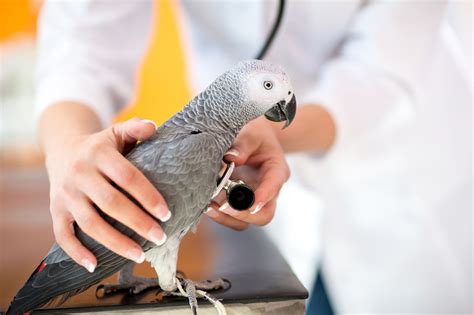 All You Need to Know About Taking Care of African Grey Parrots - Bird Eden