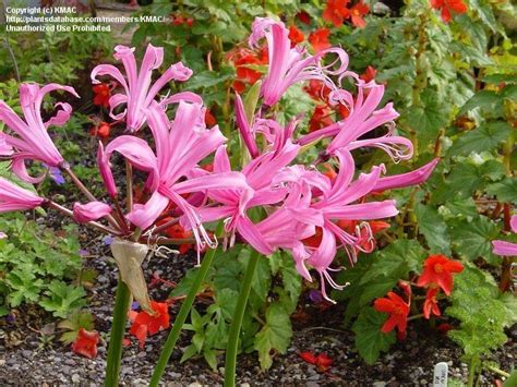 PlantFiles Pictures: Nerine Species, Cape Flower, Guernsey Lily, Jersey ...