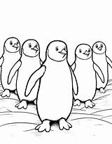 30 Penguin Coloring Pages Fun Free Sheets sketch template