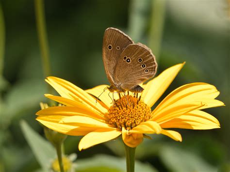 «Gatekeeper butterfly» HD Wallpapers