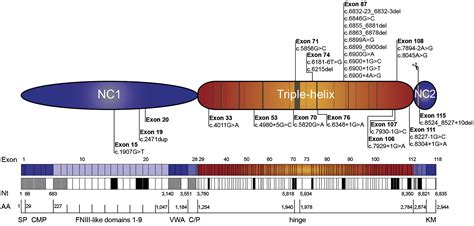 Natural Exon Skipping Sets the Stage for Exon Skipping as Therapy for Dystrophic Epidermolysis ...