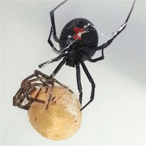 Uncovering the Mechanism of Action of Black Widow Spider Venom: A ...