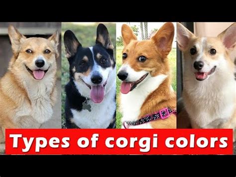 Top 9 Types of Corgi Colors & Markings / Types of Corgi Colors - YouTube