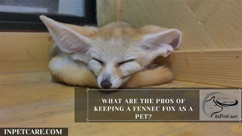 Fennec Foxes As Pets: Cost, Legalities, Risks & Ease Of Care