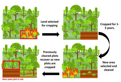 Economically viable forest restoration in shifting cultivation landscapes