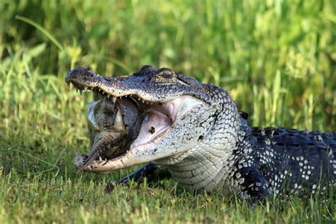 Download Animal Alligator 4k Ultra HD Wallpaper