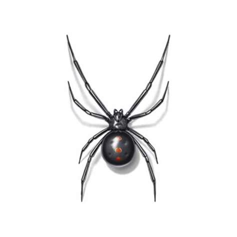 Black Widow Spider Identification, Habits & Behavior | Florida Pest Control