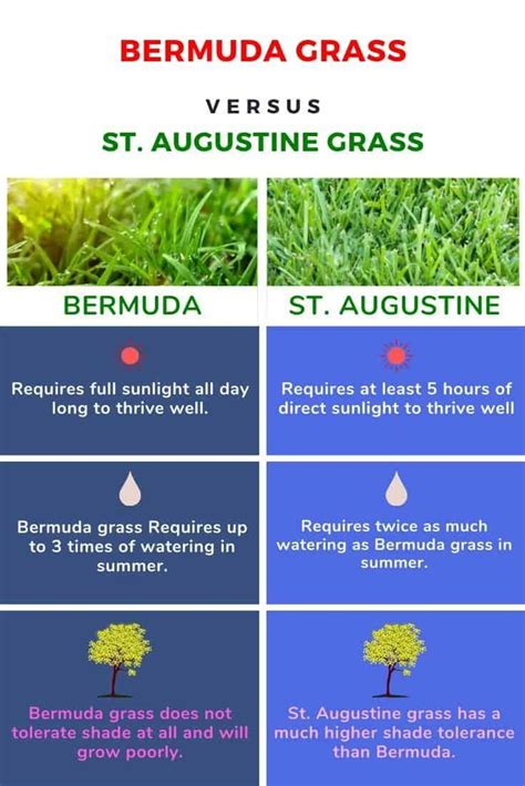 St. Augustine Grass vs Bermuda Grass: Differences, Pictures, Comparison | Bermuda grass, St ...