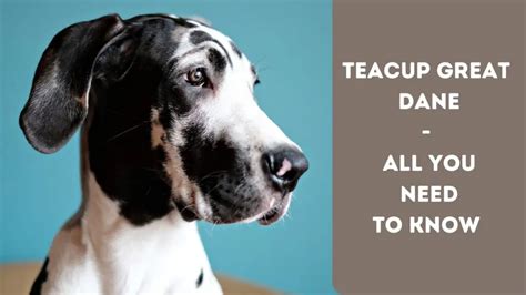 Teacup Great Dane- All You Need To Know - The Canine Buddy