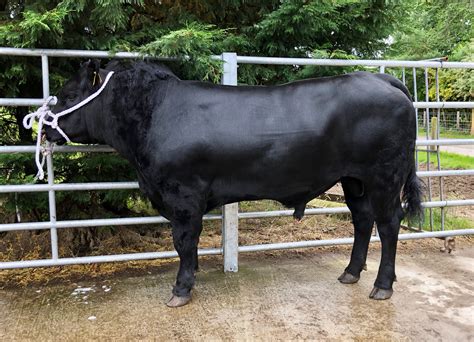 Bulls for Sale - Swordale Aberdeen-Angus - Aberdeen-Angus Cattle Society