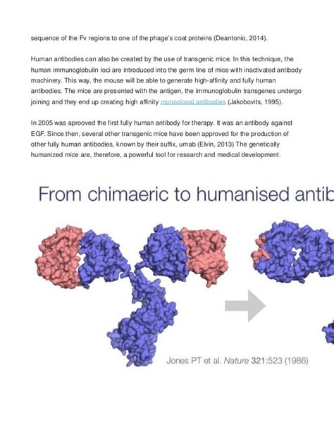 Antibody humanization techniques