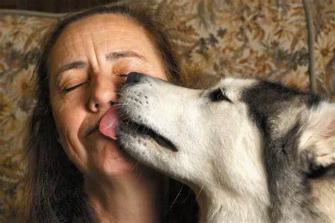 Why you should NOT let your dog lick your face - and it's not just about germs - Irish Mirror Online