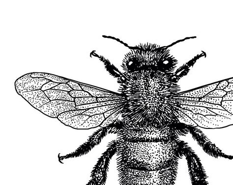 Bumble Bee Illustration Print Black and White Wall Art - Etsy