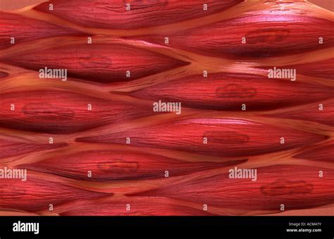 Smooth muscle tissue Stock Photo - Alamy