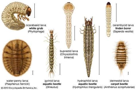 Carpet beetle | insect | Britannica.com