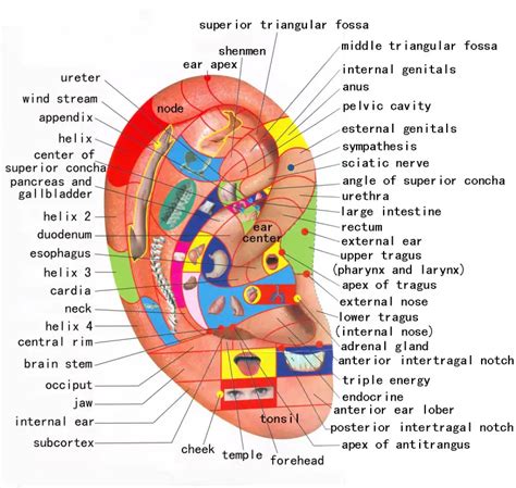 Chart with Reflexology 🥇 Ear Preassure Points 【2021