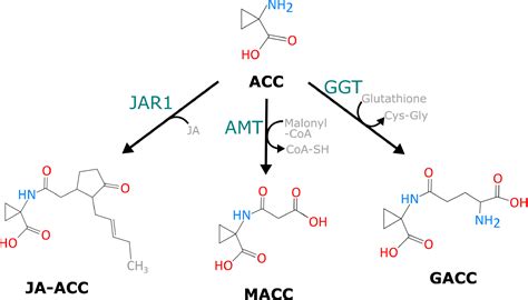 The regulation of ethylene biosynthesis: a complex multilevel control ...