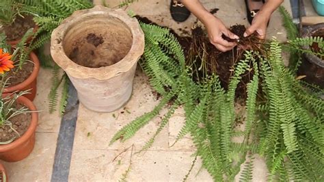 How to Divide Ferns_Divide And Propagate Boston Fern (Urdu,Hindi) - YouTube | Boston fern ...