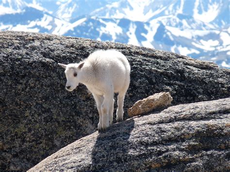 File:Baby mountain goat on rock.JPG