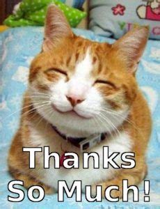 Thank You cat meme | Happy cat, Cats, Smiling cat