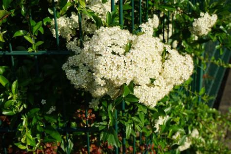 Pyracantha 'Firethorn': Grow This Plant To Enliven An Otherwise Dull Evergreen Hedge ...