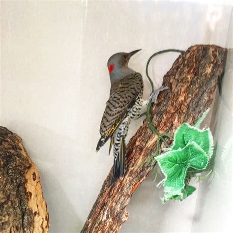 Meet the Northern Flicker! - Alberta Institute For Wildlife Conservation