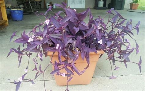 Buy 5 Cuttings Purple Heart Wandering Jew - Tradescantia Pallida ...