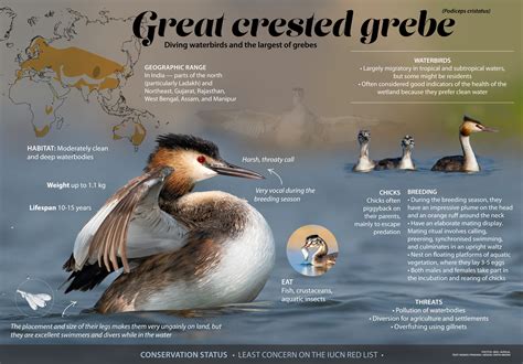 Great Crested Grebe: Courtship Dance, Lifespan, Habitat | RoundGlass ...