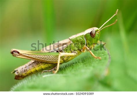 Meadow Grasshopper Grasshopper Stock Photo 1024091089 | Shutterstock