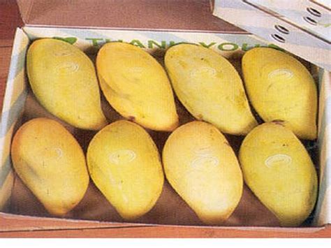 Mango export to US almost halted - Agribusiness Pakistan