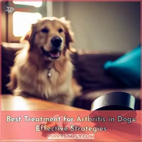 Best Treatment for Arthritis in Dogs: Effective Strategies