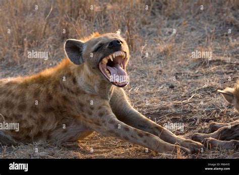 Hyena teeth hi-res stock photography and images - Alamy