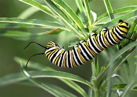 As Fall Arrives, Monarch larvae Become Plentiful - Gottlieb Native Garden