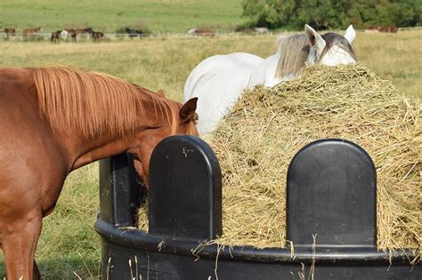 Stable Accessories Horse Haylage Hay Feeder Animal Feeding Ring Wooden ...