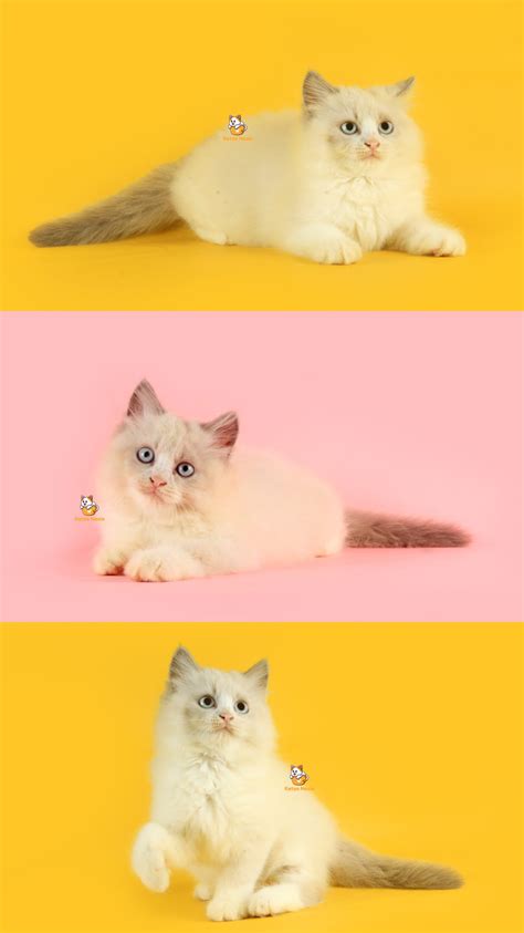 Smithy - Kucing Ragdoll Mix Persia 2,5 Bulan Jantan - Katze Nesia