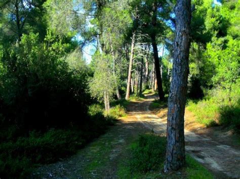 Hiking in Skiathos – Osipidis-Travel