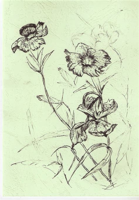 Love in Nature--flowers drawing-pen and ink | I try to tell … | Flickr