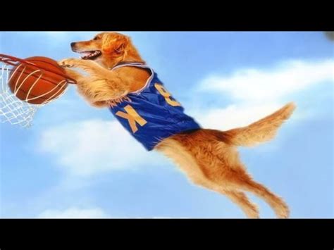 كلب ذكي سابقاً كان مشرد في الشوارع لكن فجأة اصبح اقوى لاعب كرة سلة في العالم | AIR BUD - YouTube