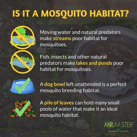 How Knowing a Mosquito's Habitat Can Aid in Mosquito Control | Mr ...