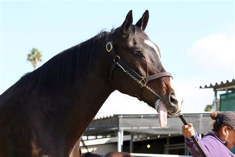 Lava Man is a horse who loves to stick his tongue out! | Beautiful horses, Horses, Thoroughbred