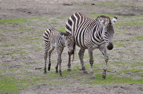 Grant-Zebras im Dierenpark Emmen im April 2010 | Ulli J. | Flickr