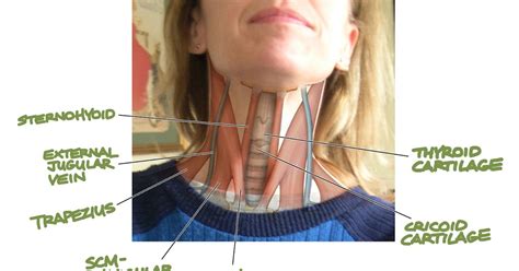 HUMAN MUSCULAR SYSTEM: Sternohyoid muscle