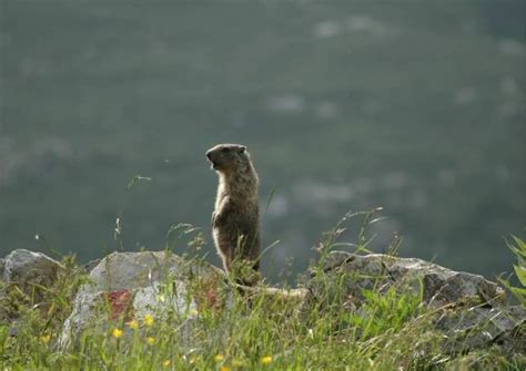 Marmot Behavior - AnimalBehaviorCorner