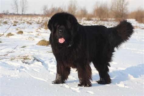 Newfoundland dog | Newfie | A gentle giant - Your Dogs World