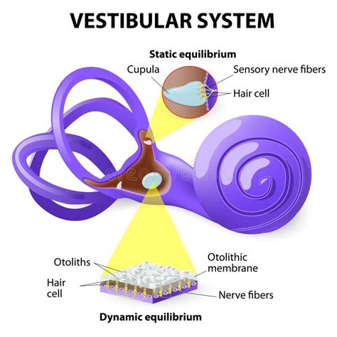 Vestibular system stock vector. Illustration of enlarged - 40618050