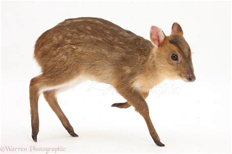 Muntjac deer fawn photo WP27873