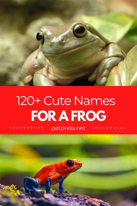 120+ Cute Frog Names | Cute Name Ideas To Give A Pet Frog