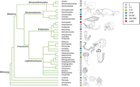 Simple Phylogenetic Tree Of All Animals